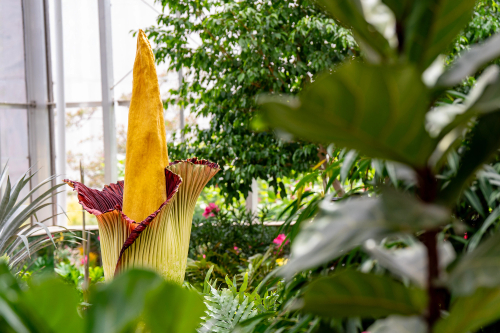 a large yellow flower that is growing in the garden