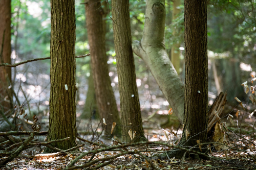 trees in the middle of a forest